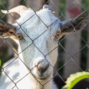 Chainlink fence [3.25inch size 10 -11-12  guage]
